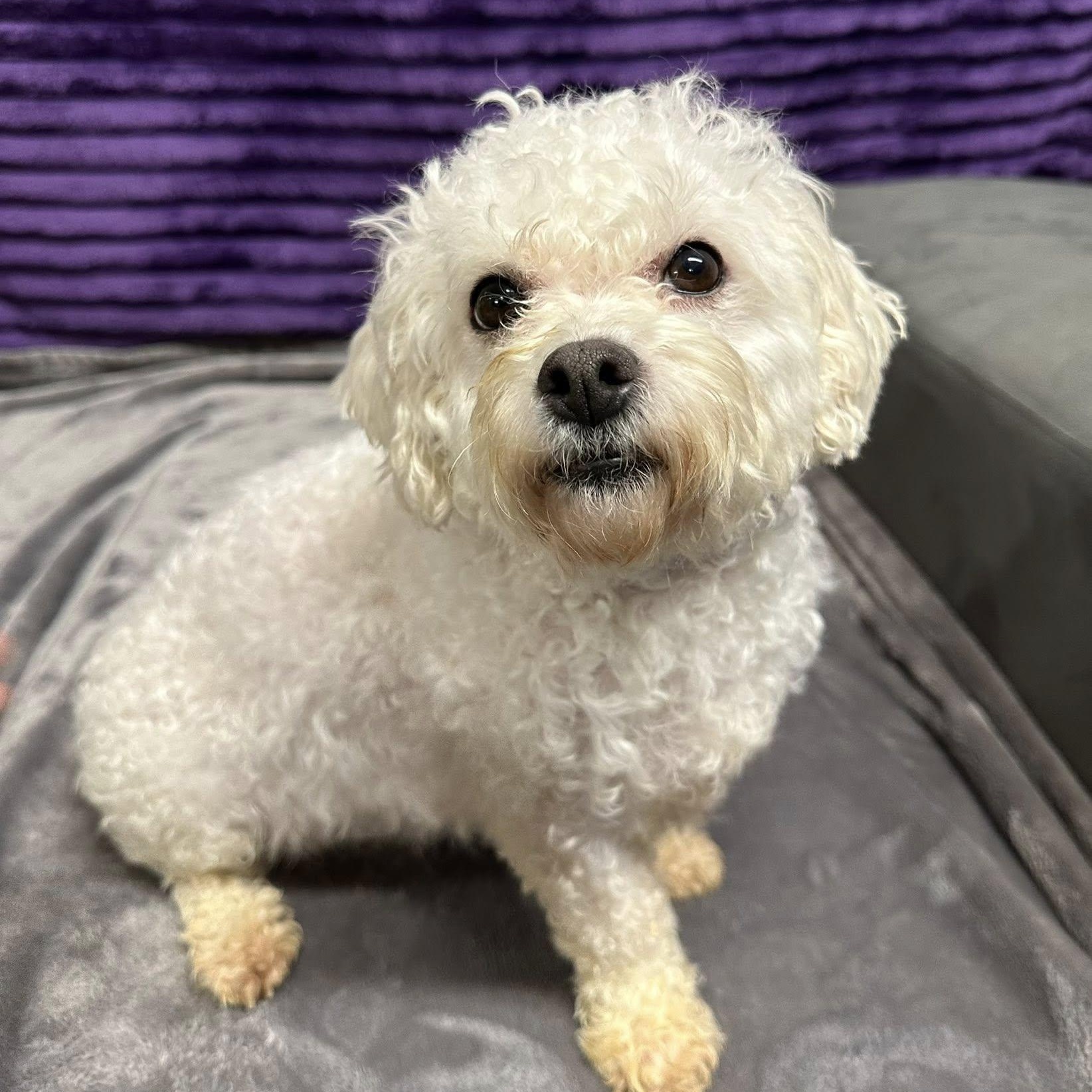 Enlarge Snowball-Foster Home Needed, a Adoptable Bichon Frise in Hartland, WI image 3/6
