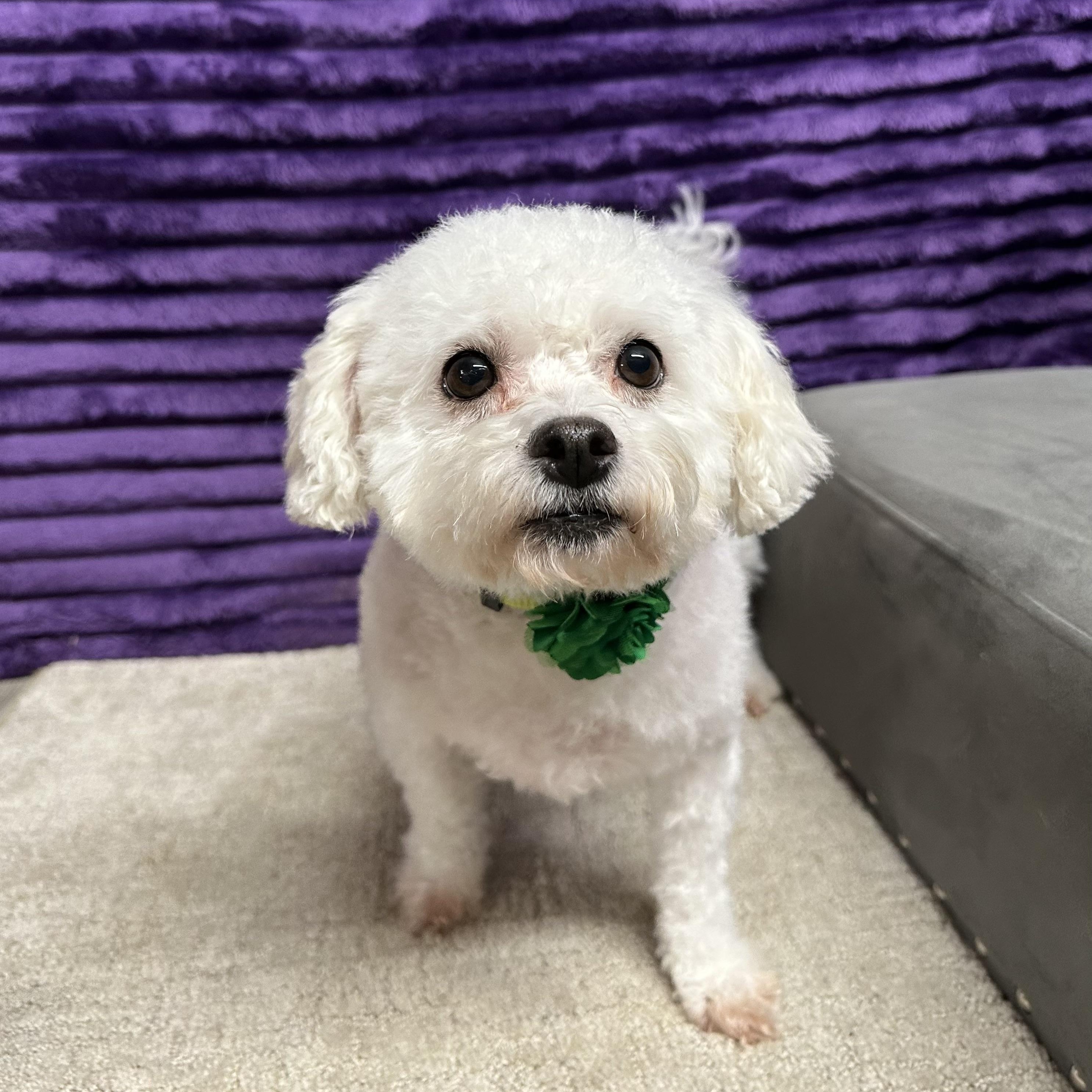 Snowball-Foster Home Needed, a Adoptable Bichon Frise image 4/6