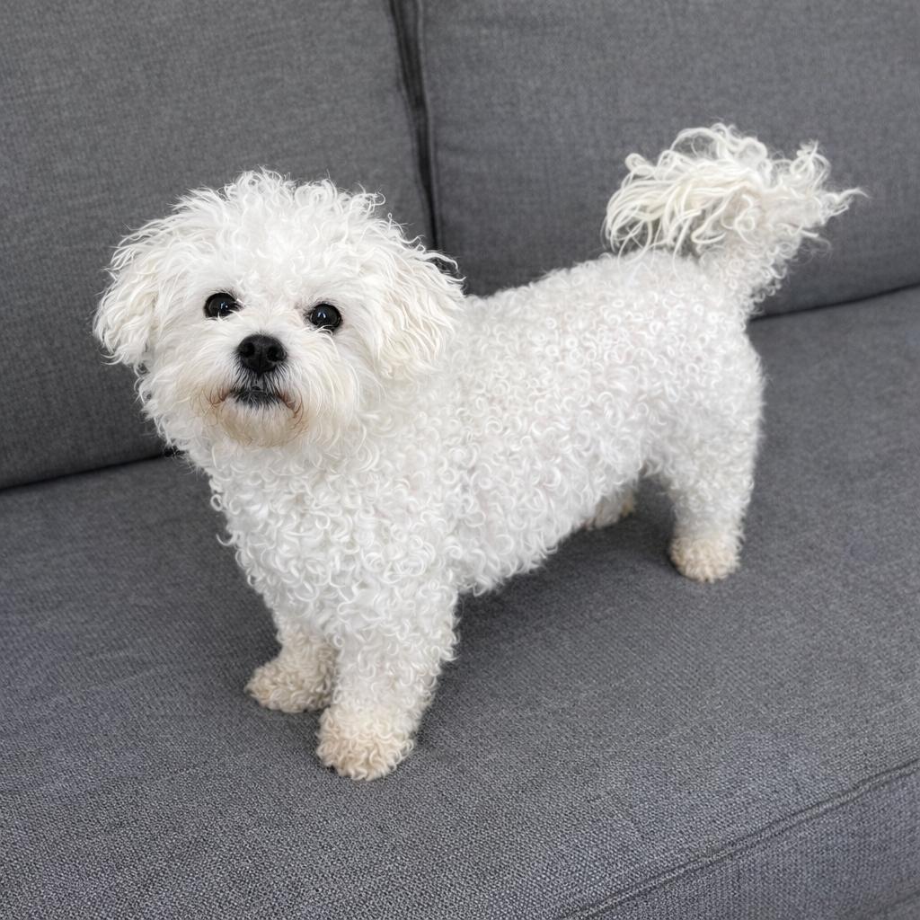 Snowball, Adoptable, Adult Female Bichon Frise.