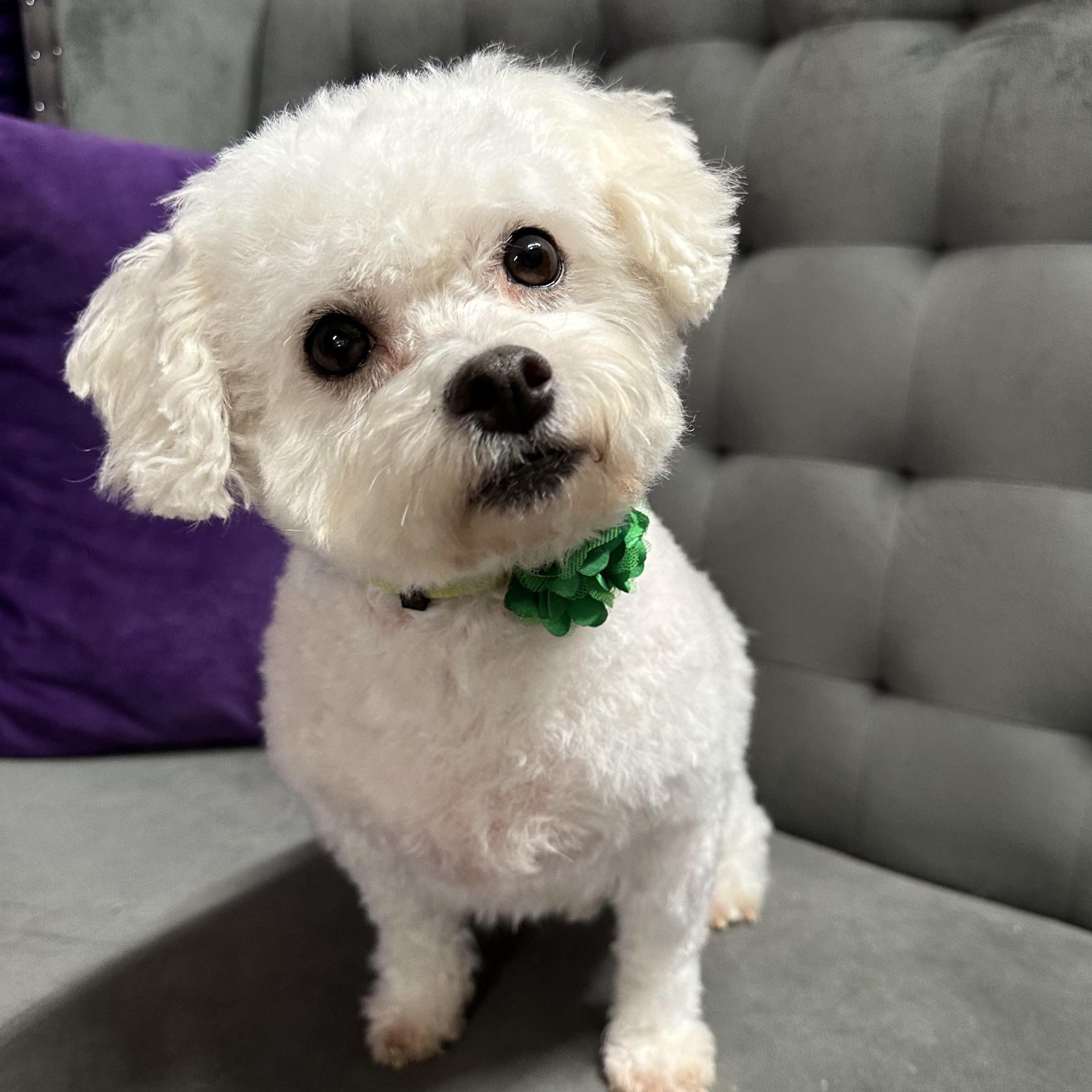 Snowball-Foster Home Needed, a Adoptable Bichon Frise image 2/6