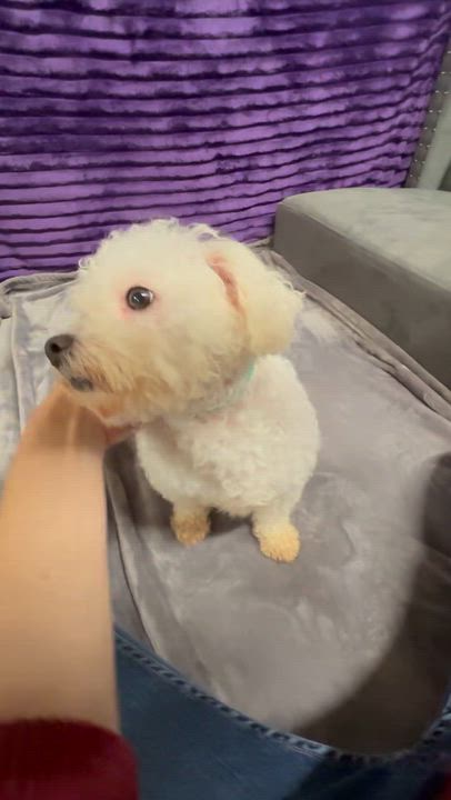 Enlarge Snowball-Foster Home Needed, a Adoptable Bichon Frise in Hartland, WI video 6/6