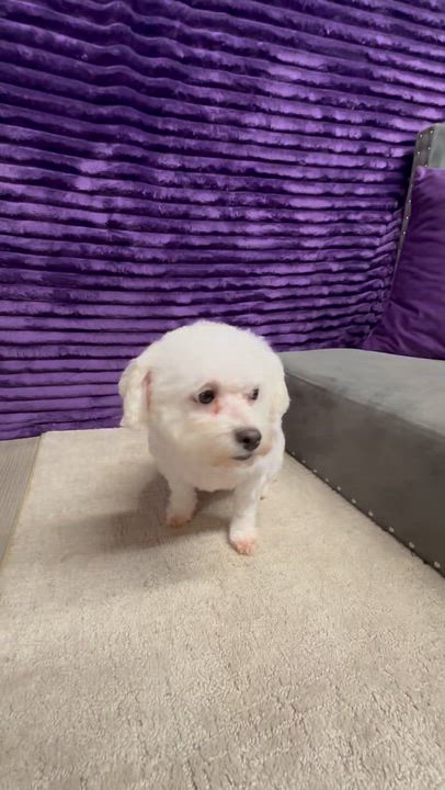 Enlarge Snowball-Foster Home Needed, a Adoptable Bichon Frise video 6/6