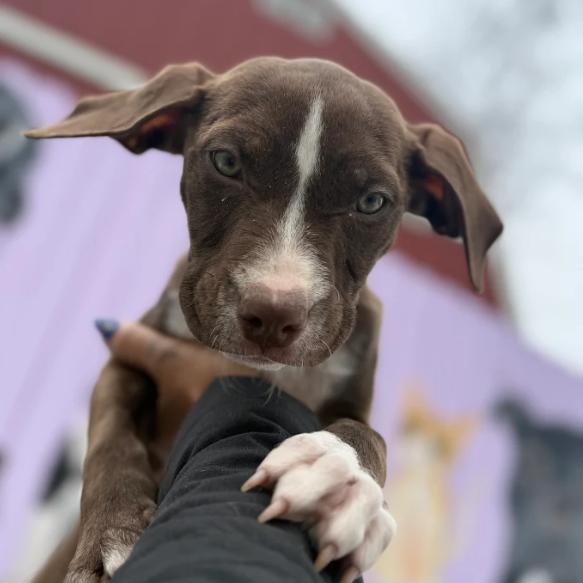 Eddie, a Adoptable mixed breed in Madison, WI image 1/6