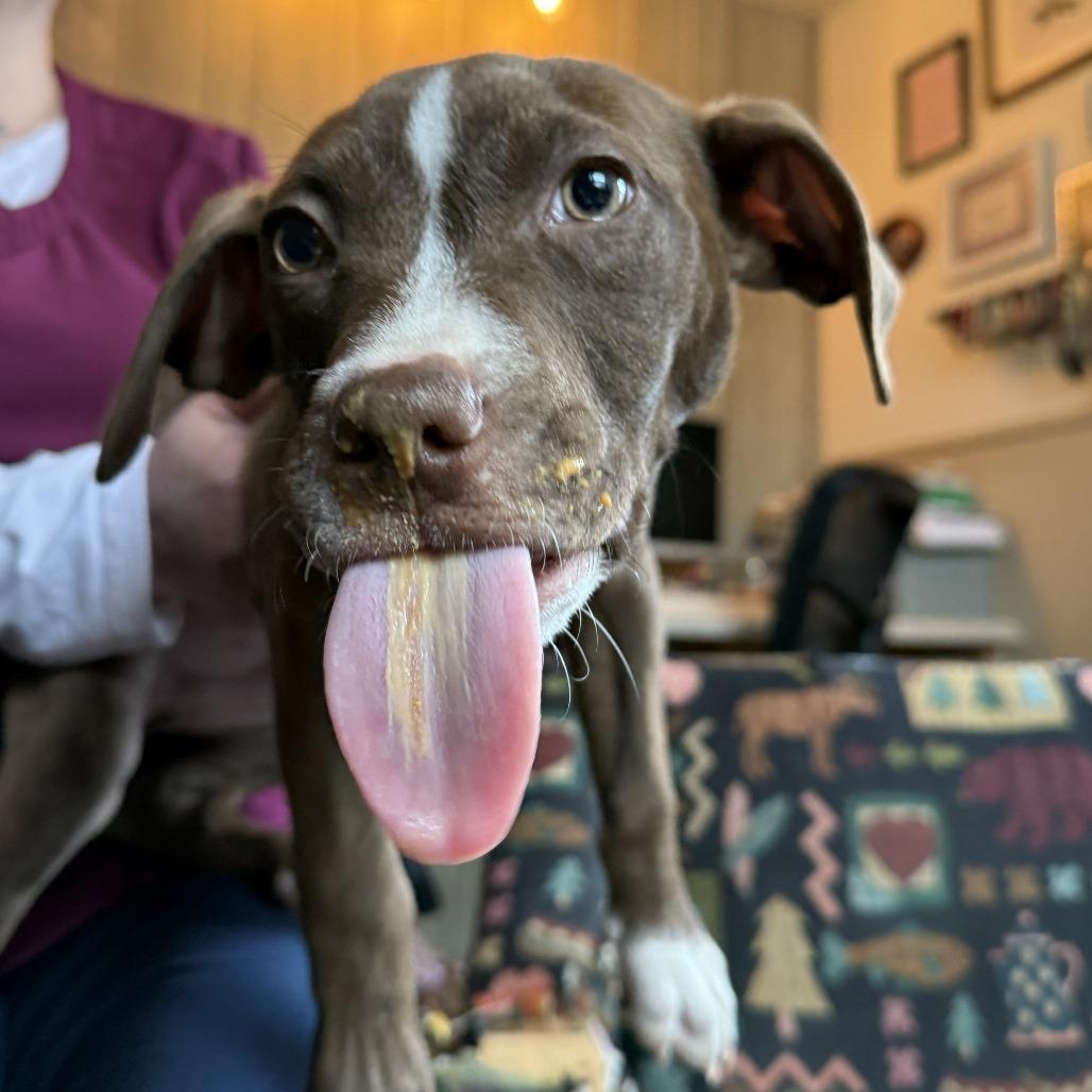 Eddie, a Adoptable mixed breed in Madison, WI image 2/6