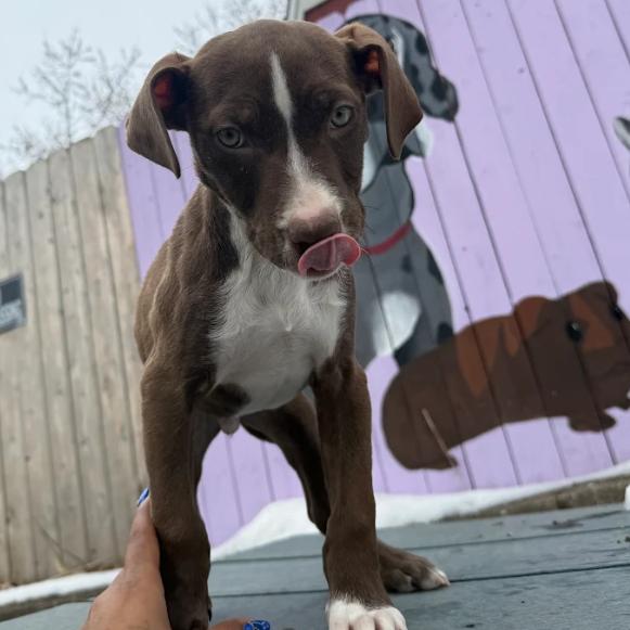 Eddie, a Adoptable mixed breed in Madison, WI image 3/6