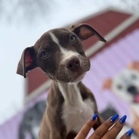 Eddie, a Adoptable mixed breed in Madison, WI image 4/6