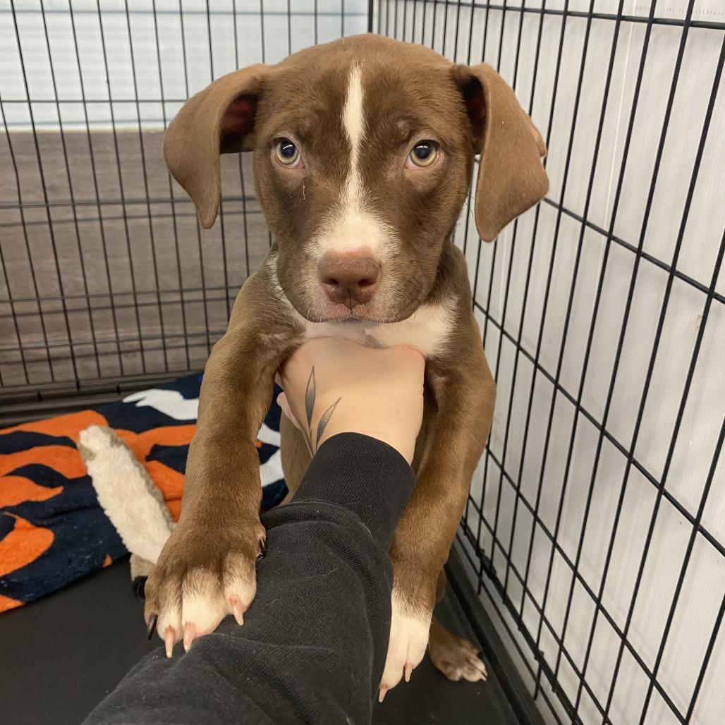 Eddie, a Adoptable mixed breed in Madison, WI image 5/6