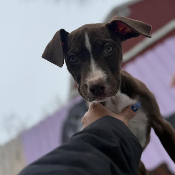 Eddie, a Adoptable mixed breed in Madison, WI image 6/6