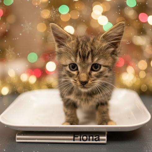 Fiona, Adoptable, Kitten Female Domestic Long Hair.