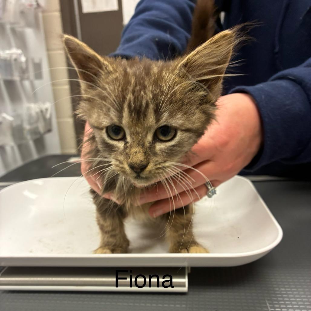 Enlarge Fiona, a Adoptable Domestic Long Hair in Hinesville, GA image 2/2