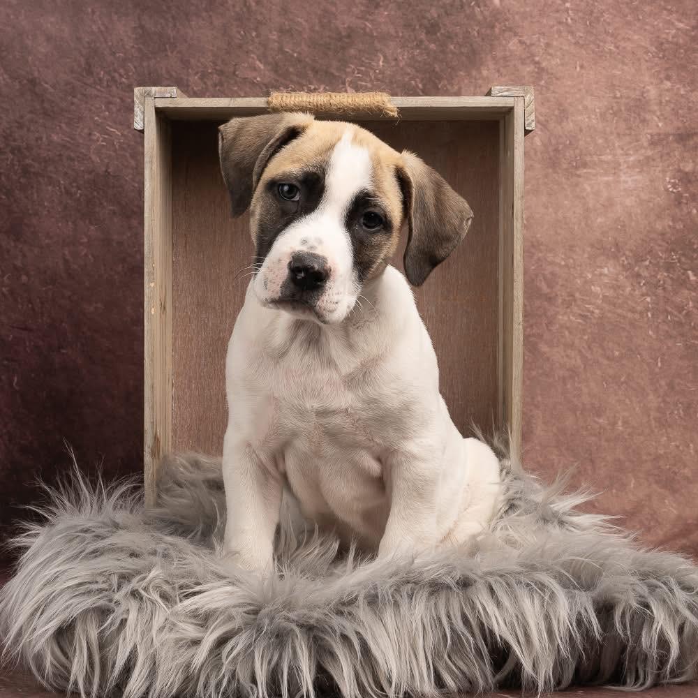 Irish, Adoptable, Puppy Male Mixed Breed.