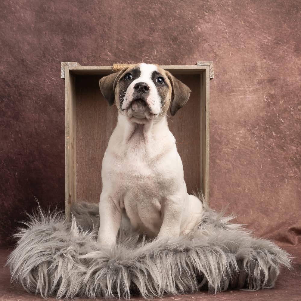 Enlarge Irish, a Adoptable mixed breed in Smyrna, GA image 2/6