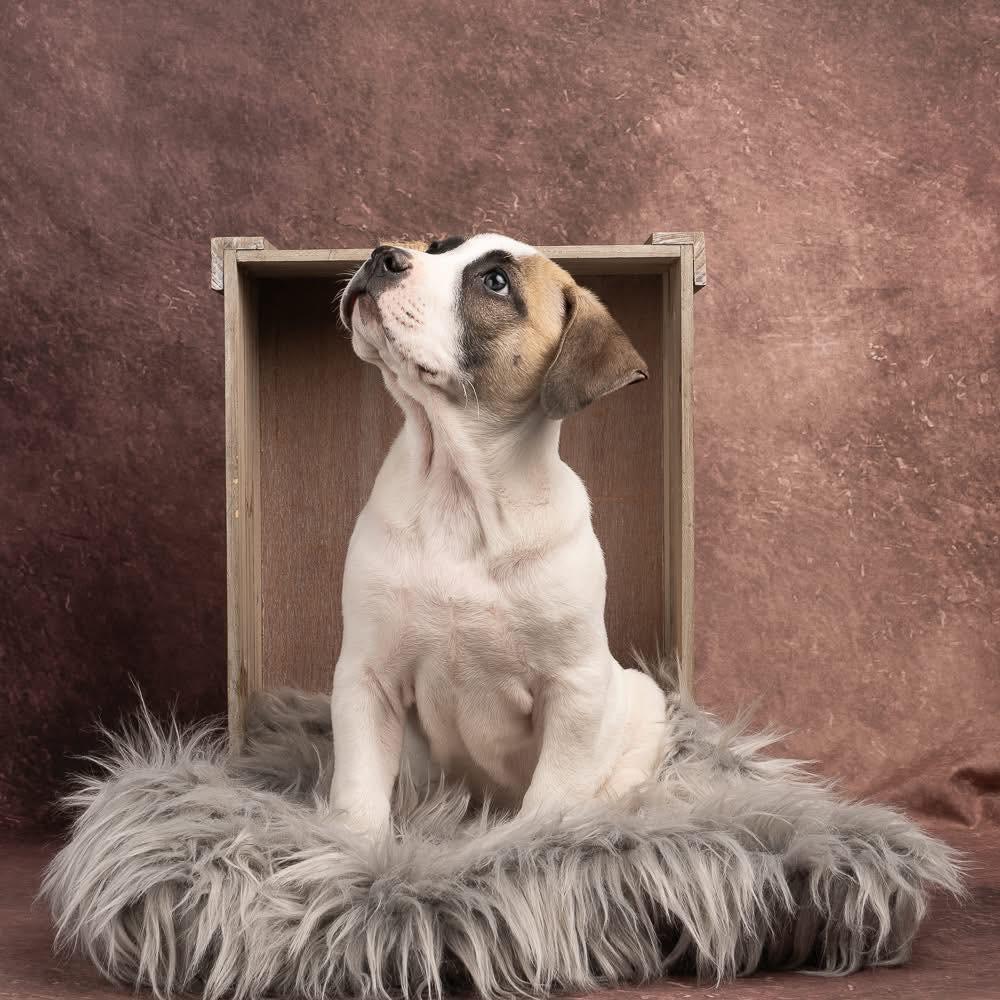 Enlarge Irish, a Adoptable mixed breed in Smyrna, GA image 3/6