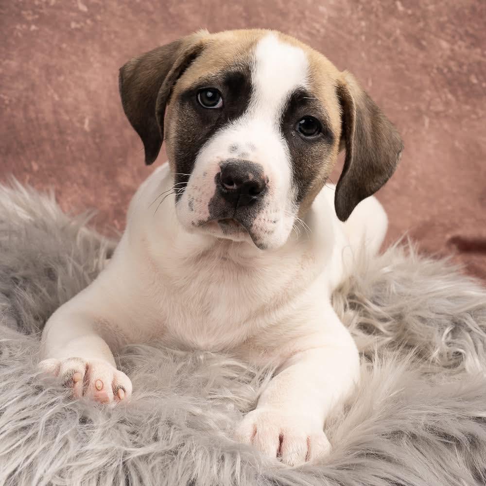 Enlarge Irish, a Adoptable mixed breed in Smyrna, GA image 5/6