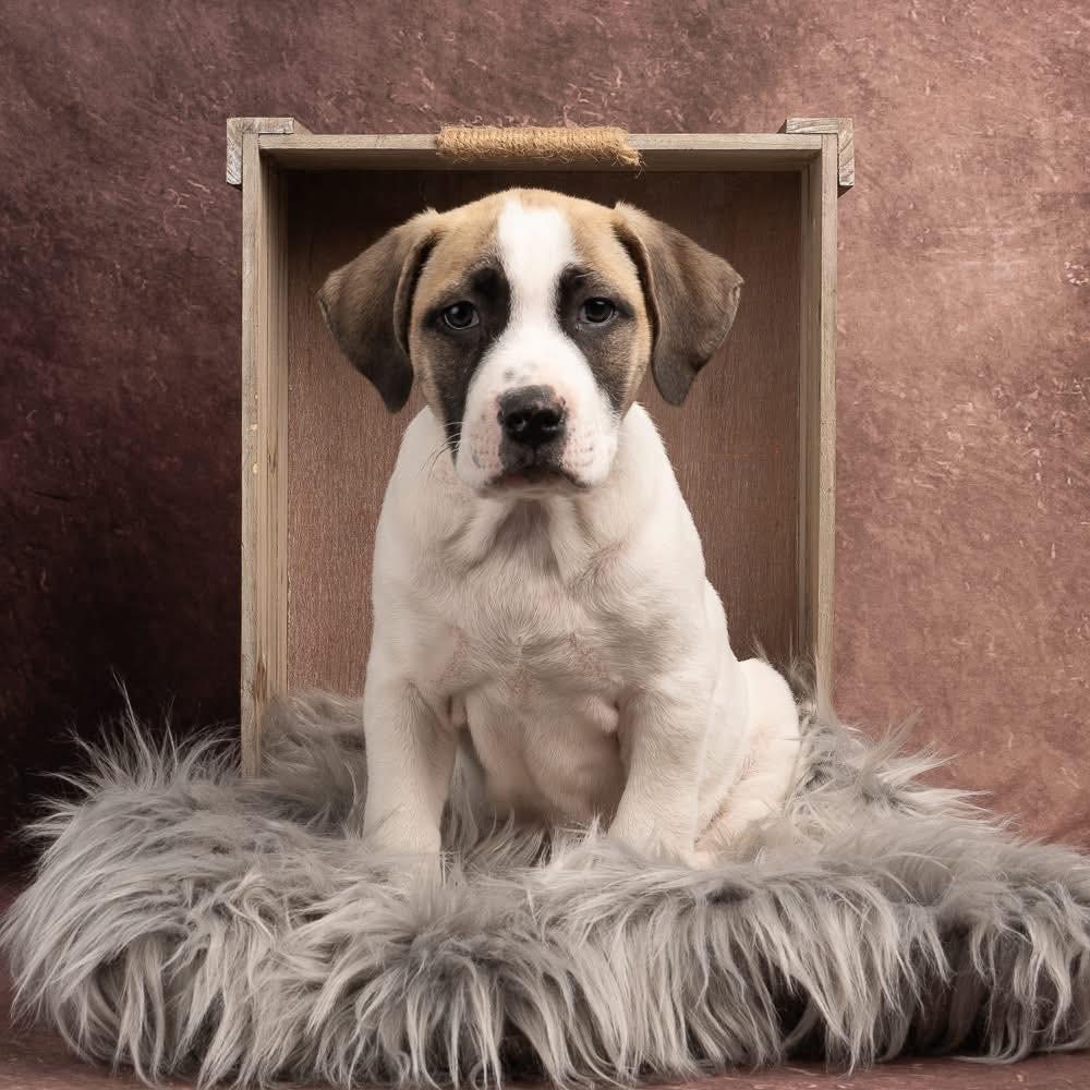 Enlarge Irish, a Adoptable mixed breed in Smyrna, GA image 6/6