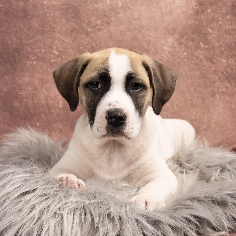 Enlarge Irish, a Adoptable mixed breed in Smyrna, GA image 4/6