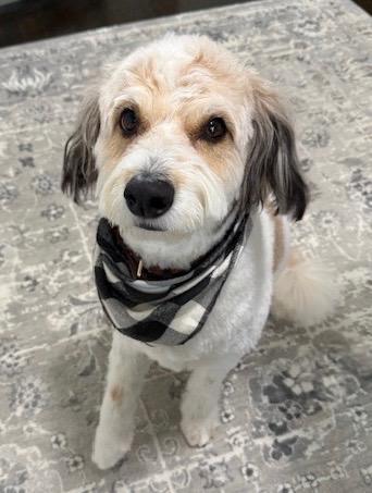Enlarge Tucker, an adoptable Aussiedoodle in Grapevine, TX image 1/3