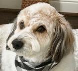 Enlarge Tucker, an adoptable Aussiedoodle in Grapevine, TX image 3/3