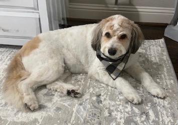Enlarge Tucker, an adoptable Aussiedoodle in Grapevine, TX image 2/3