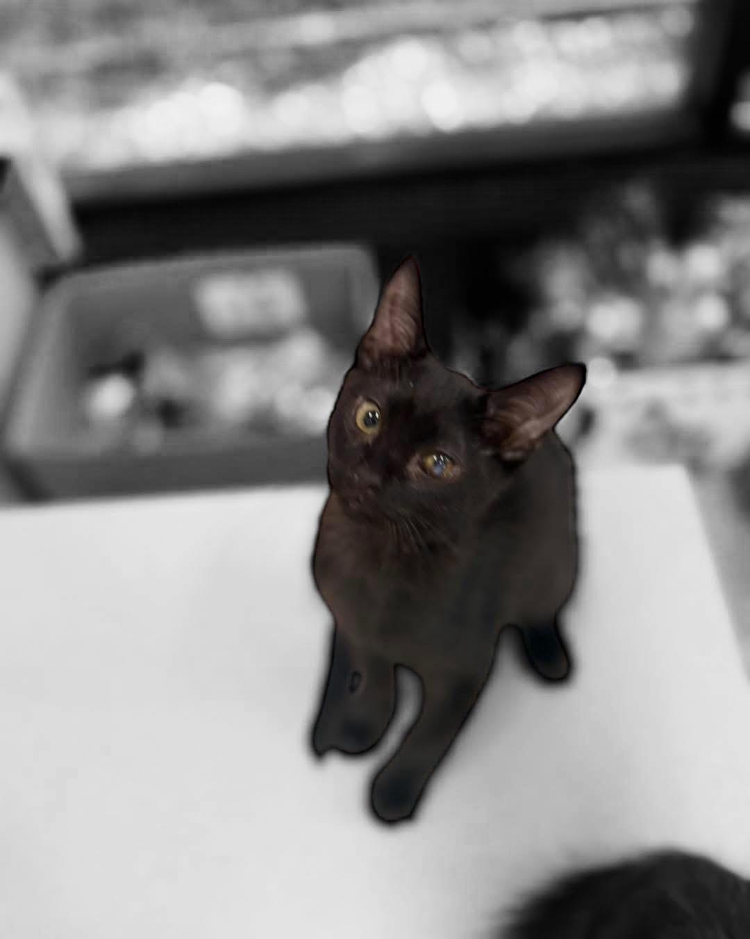 Vinnie & Christian , ADOPTABLE, Kitten Male Domestic Medium Hair.