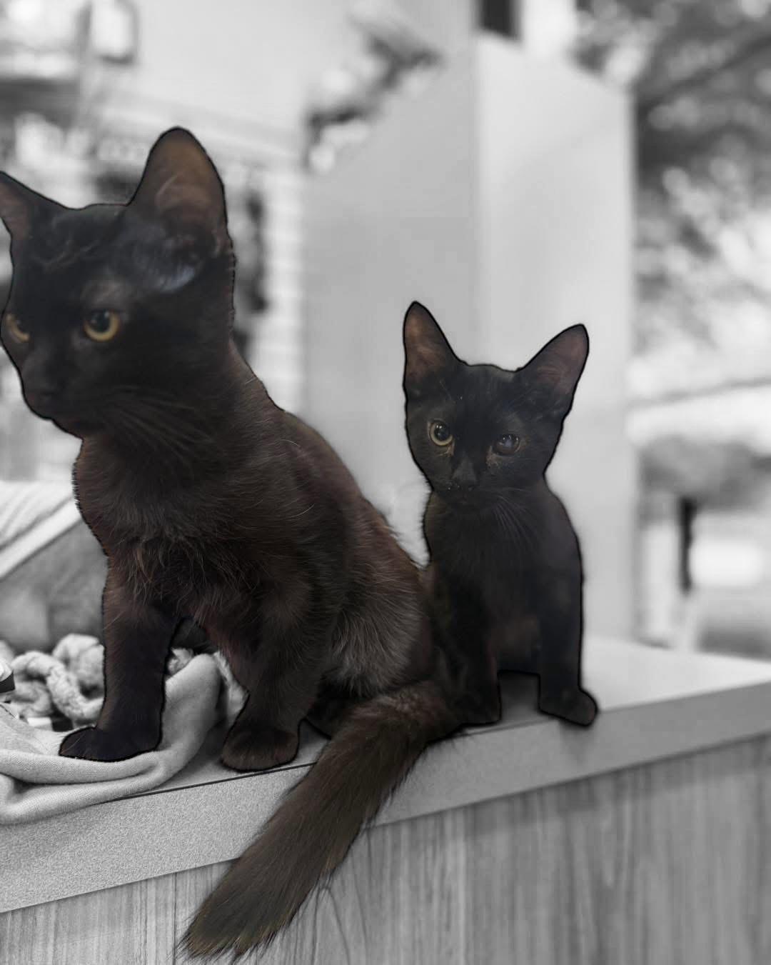 Enlarge Vinnie & Christian , a ADOPTABLE Domestic Medium Hair in DELTONA, FL image 2/3