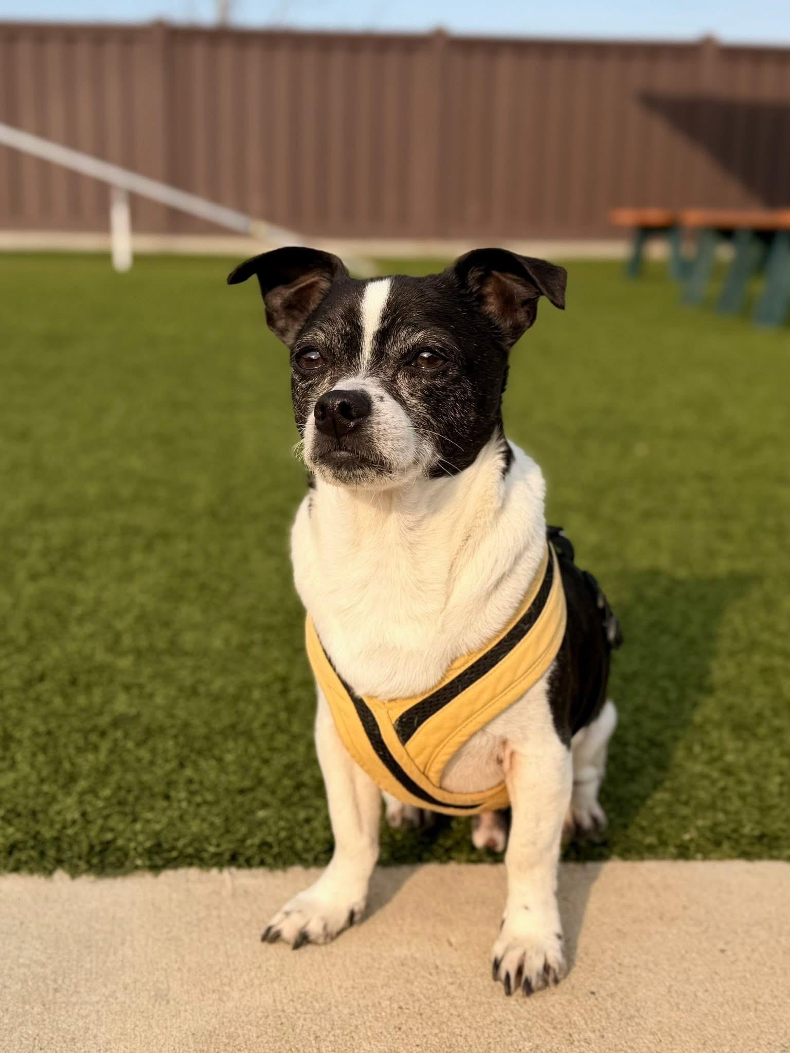 Enlarge Dr. Dog and Snoopy, a Adoptable mixed breed in Mount Juliet, TN image 3/3