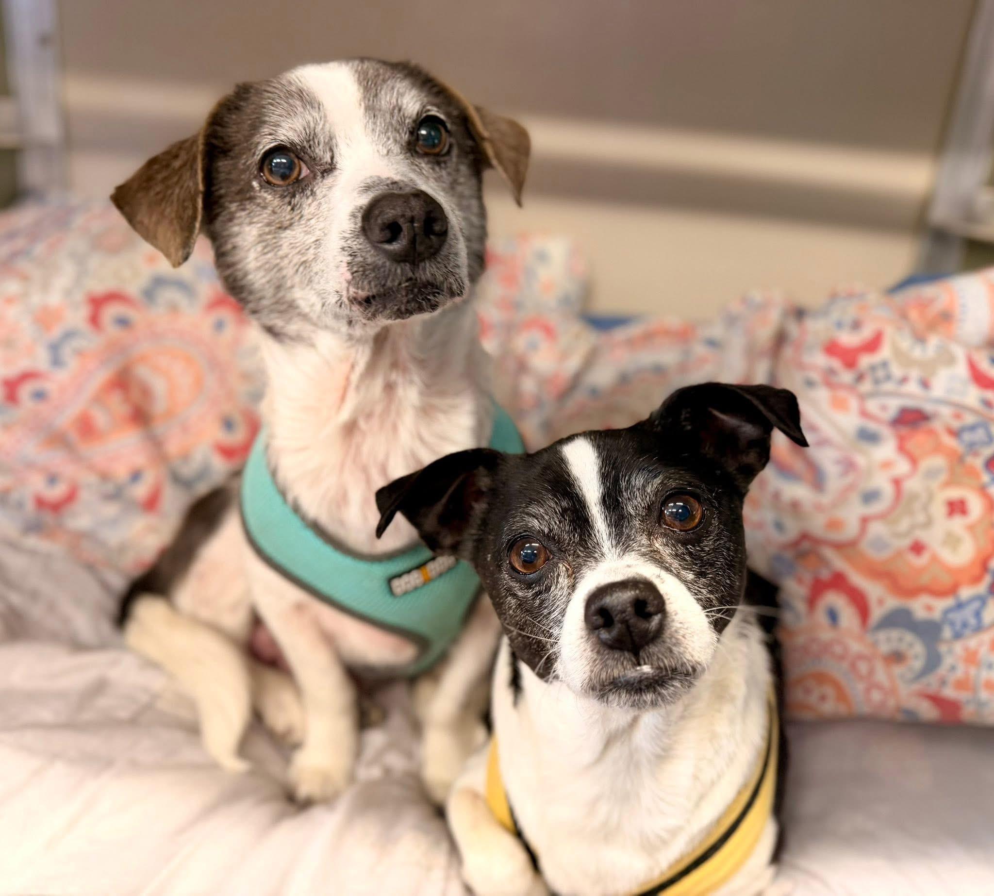 Dr. Dog and Snoopy, Adoptable, Senior Male Terrier.