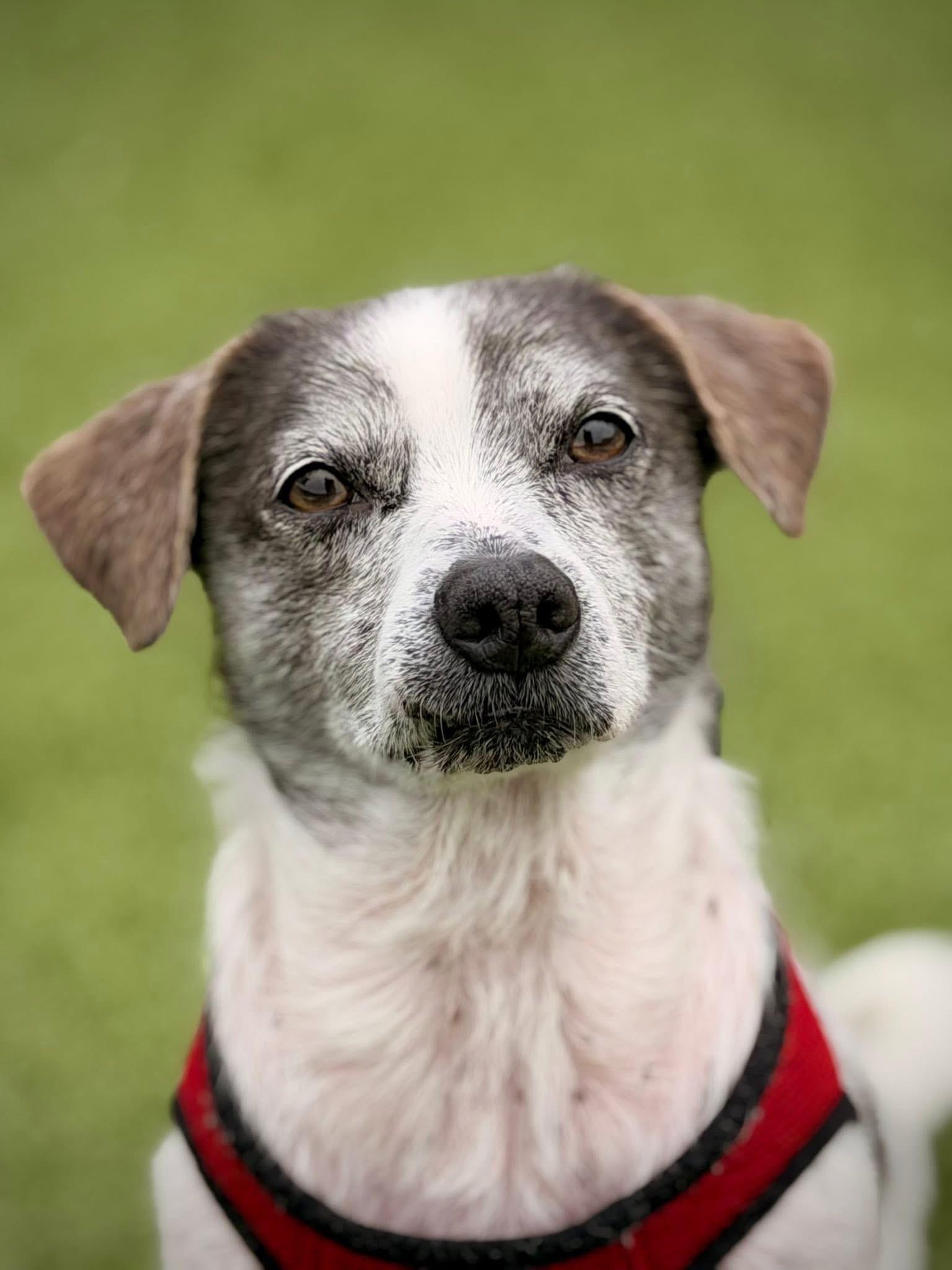 Enlarge Dr. Dog and Snoopy, a Adoptable mixed breed in Mount Juliet, TN image 2/3