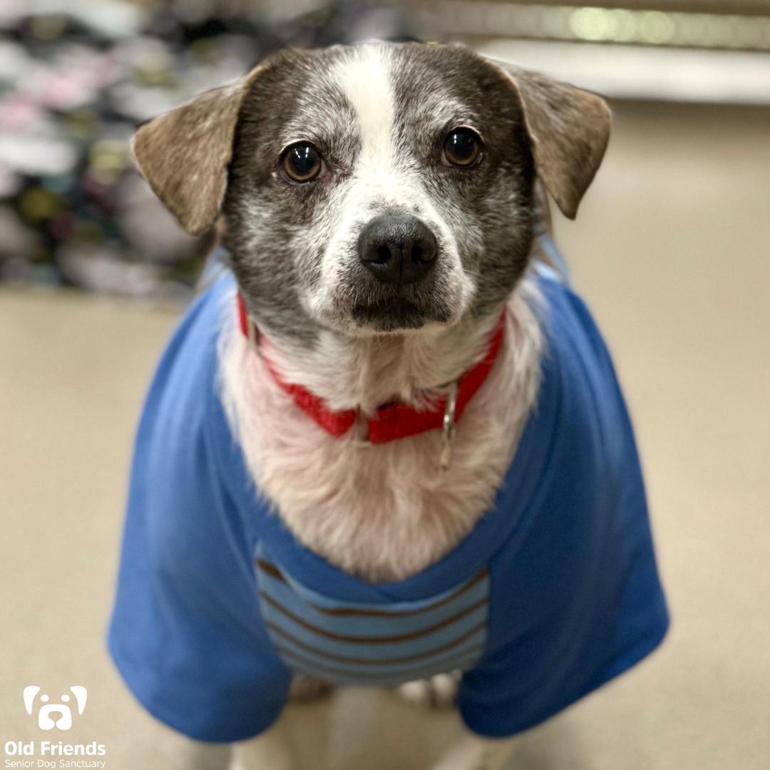 Dr. Dog and Snoopy, a Adoptable mixed breed in Mount Juliet, TN image 3/3