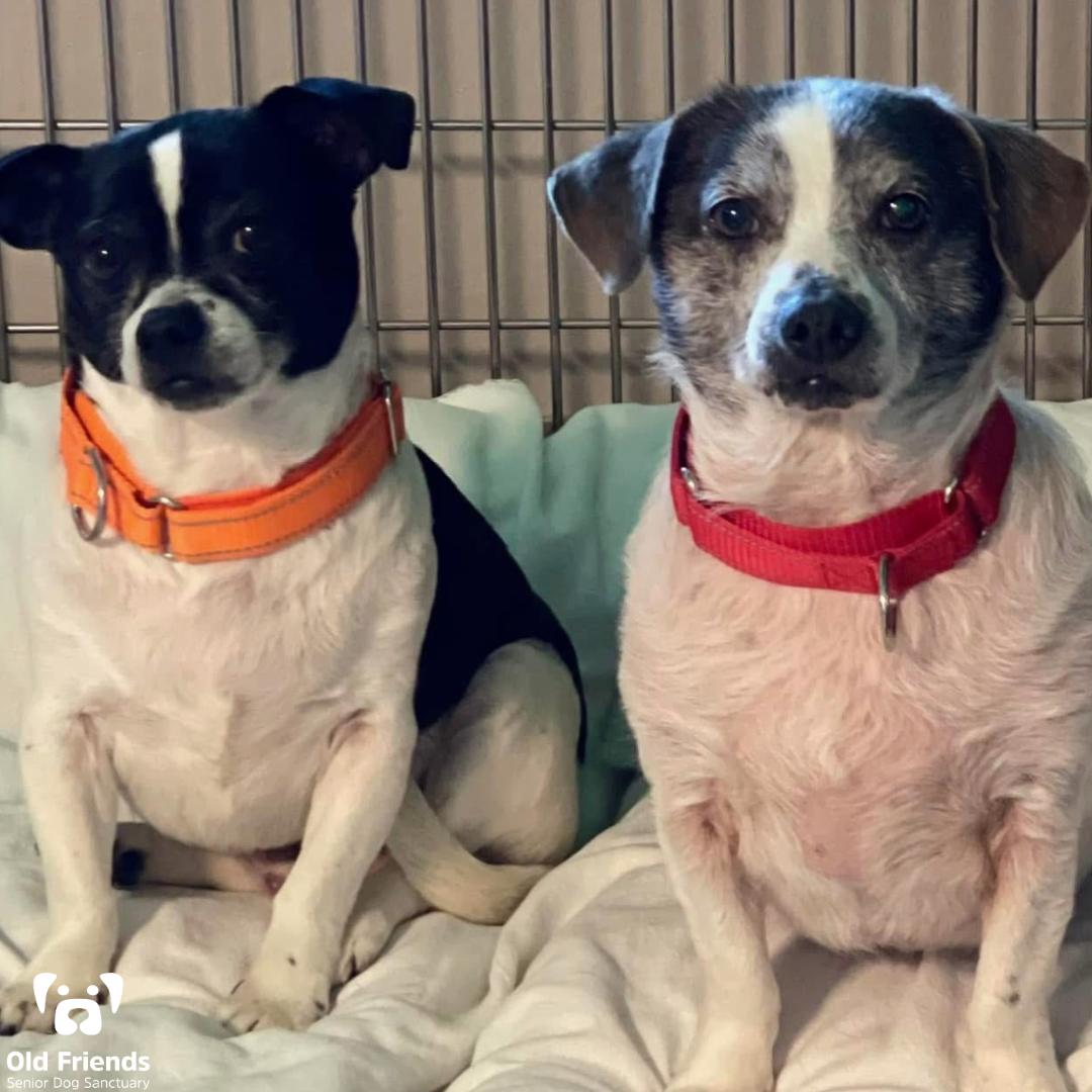 Dr. Dog and Snoopy, a Adoptable mixed breed in Mount Juliet, TN image 1/3