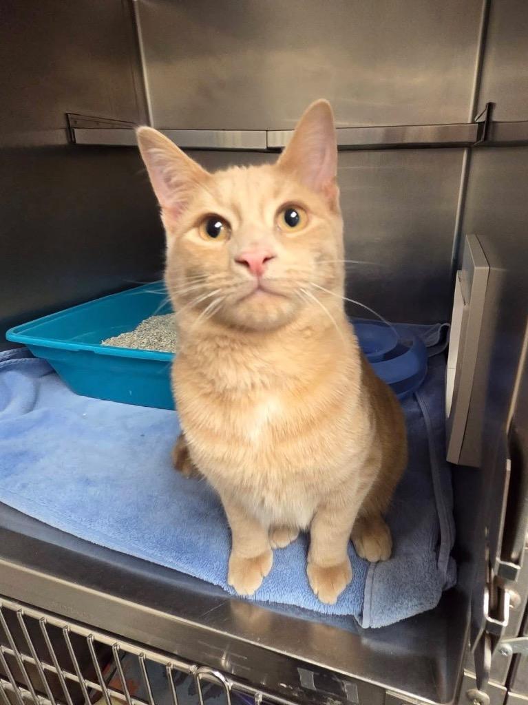 Crush, Adopted, Young Male Domestic Short Hair.
