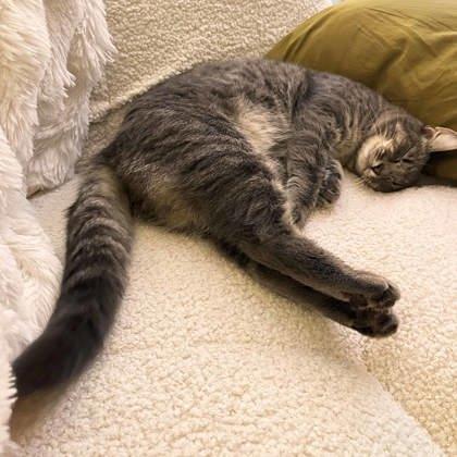 Tiffany, Adoptable, Adult Female Domestic Short Hair.