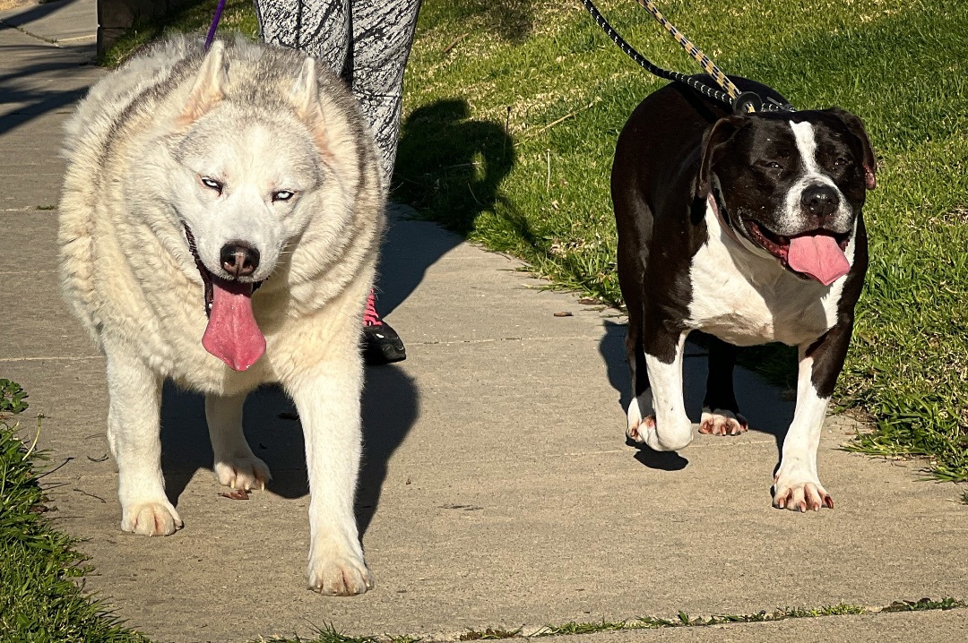 Jay *Courtesy Post *, a Adoptable mixed breed in Newport Beach, CA image 1/14