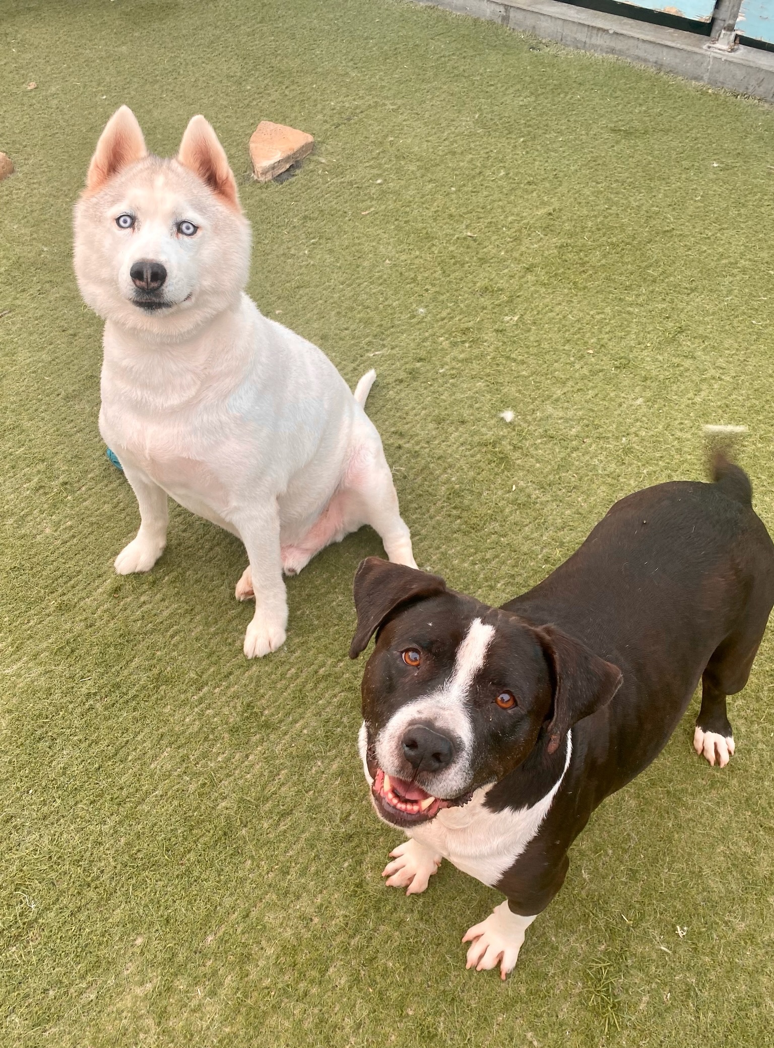 Jay *Courtesy Post *, a Adoptable mixed breed in Newport Beach, CA image 2/14