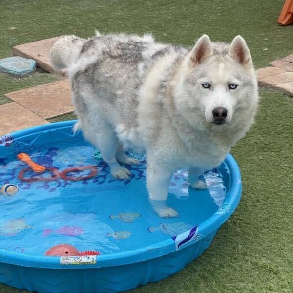 Jay *Courtesy Post *, Adoptable, Adult Male Husky.