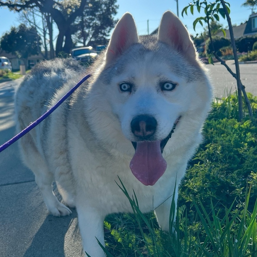 Jay *Courtesy Post *, a Adoptable mixed breed in Newport Beach, CA image 4/14