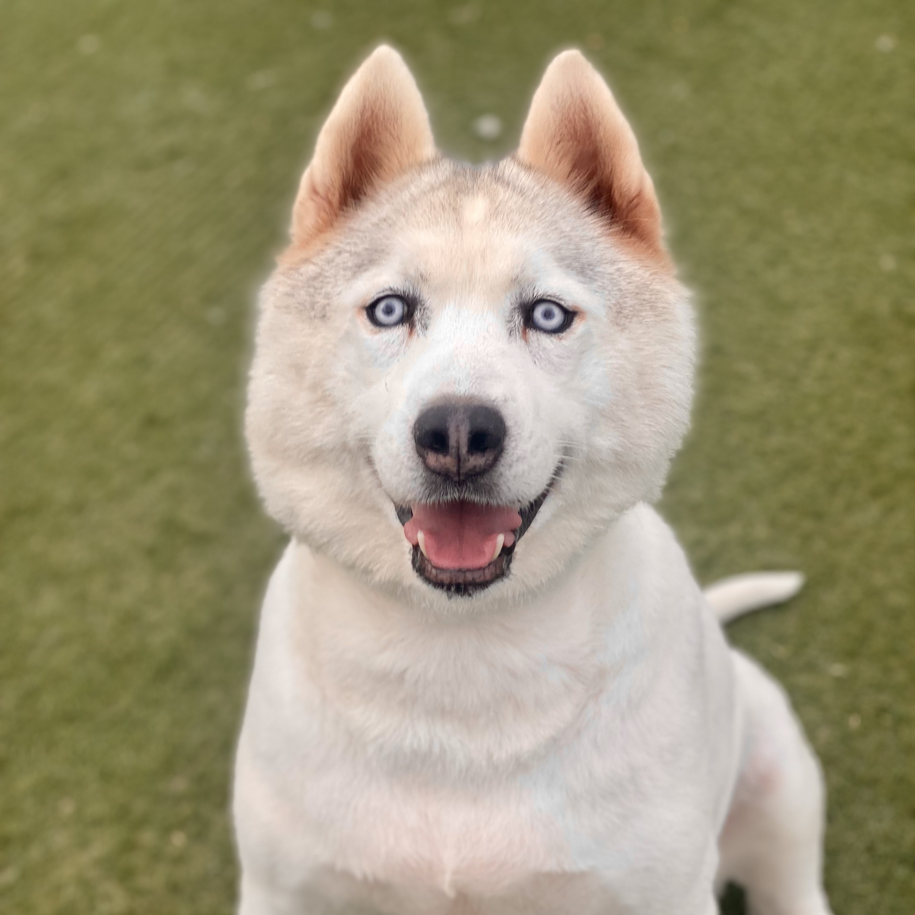 Jay *Courtesy Post *, a Adoptable mixed breed in Newport Beach, CA image 5/14