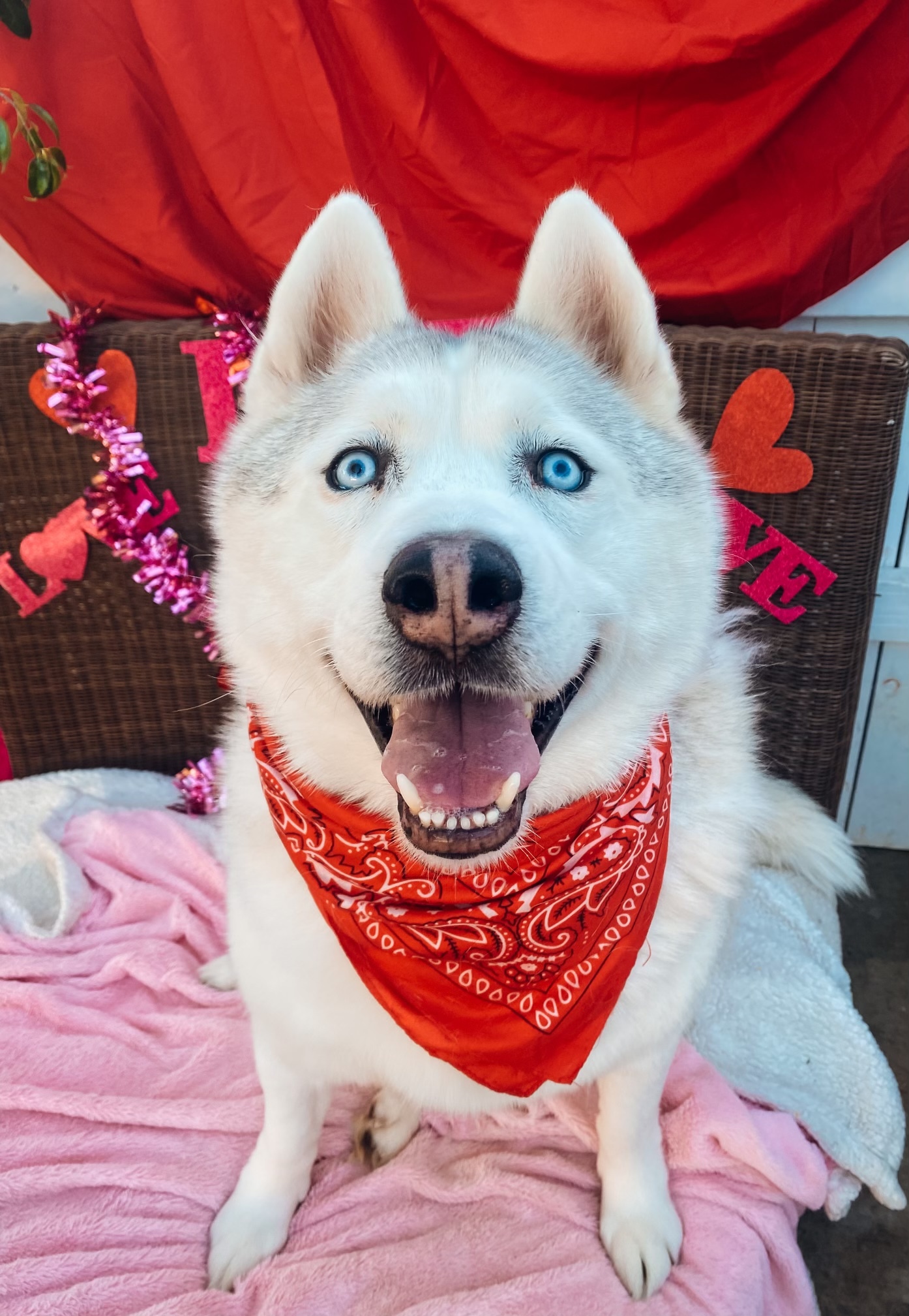 Jay *Courtesy Post *, a Adoptable mixed breed in Newport Beach, CA image 6/14