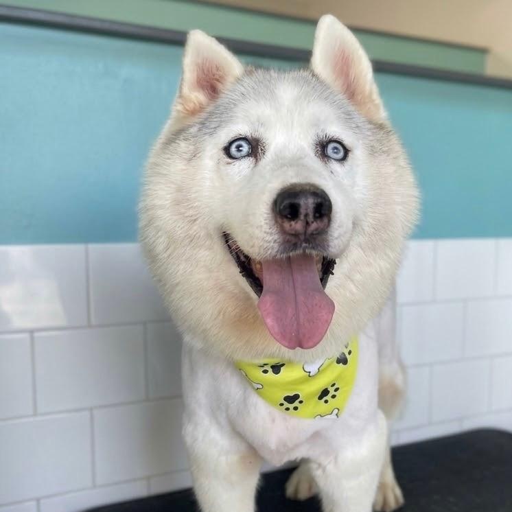 Enlarge Jay *Courtesy Post *, a Adoptable mixed breed in Newport Beach, CA image 2/6