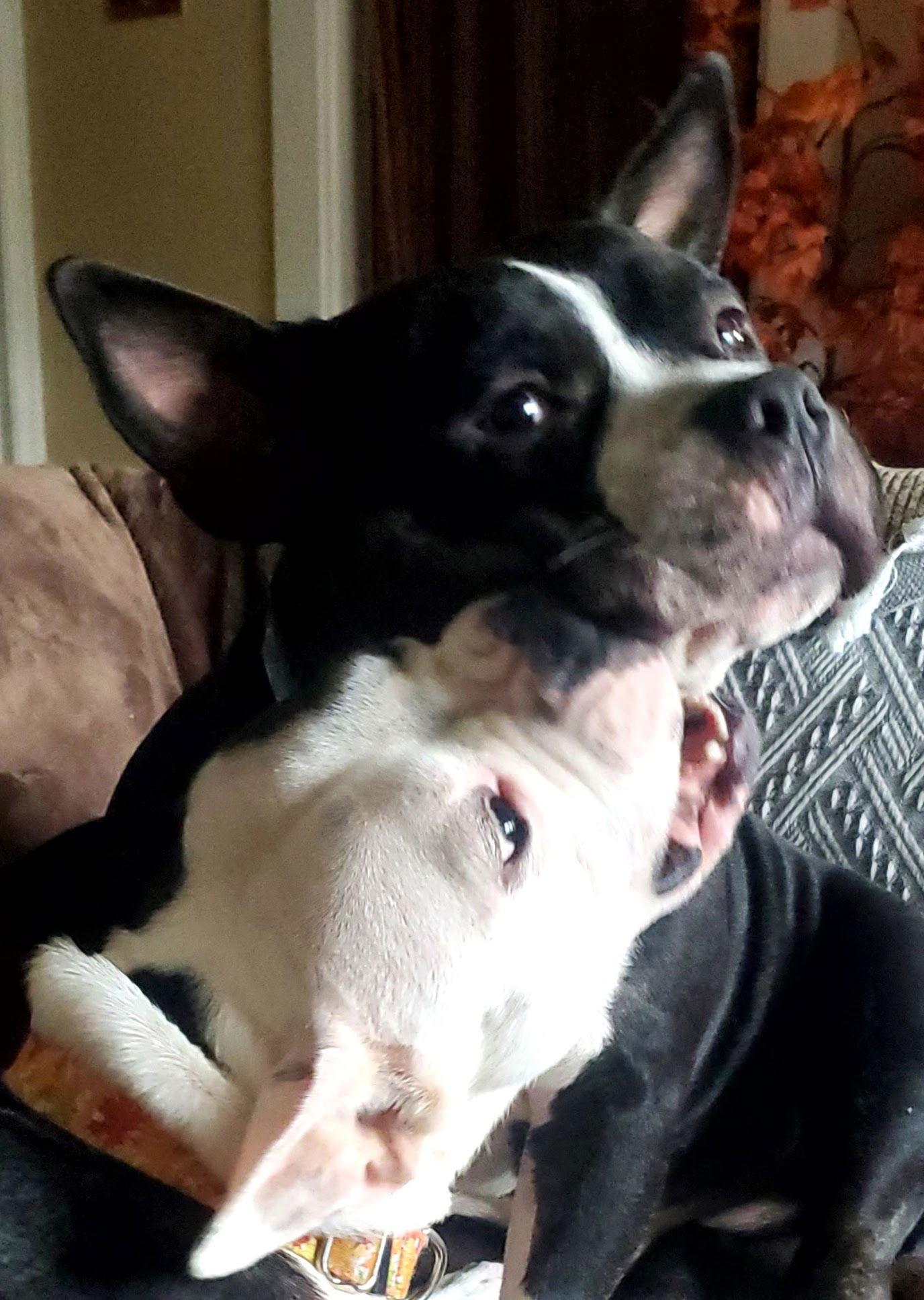 Enlarge Bob Barker "Bobby", a Adoptable American Bulldog in Hillsboro, NH image 1/3