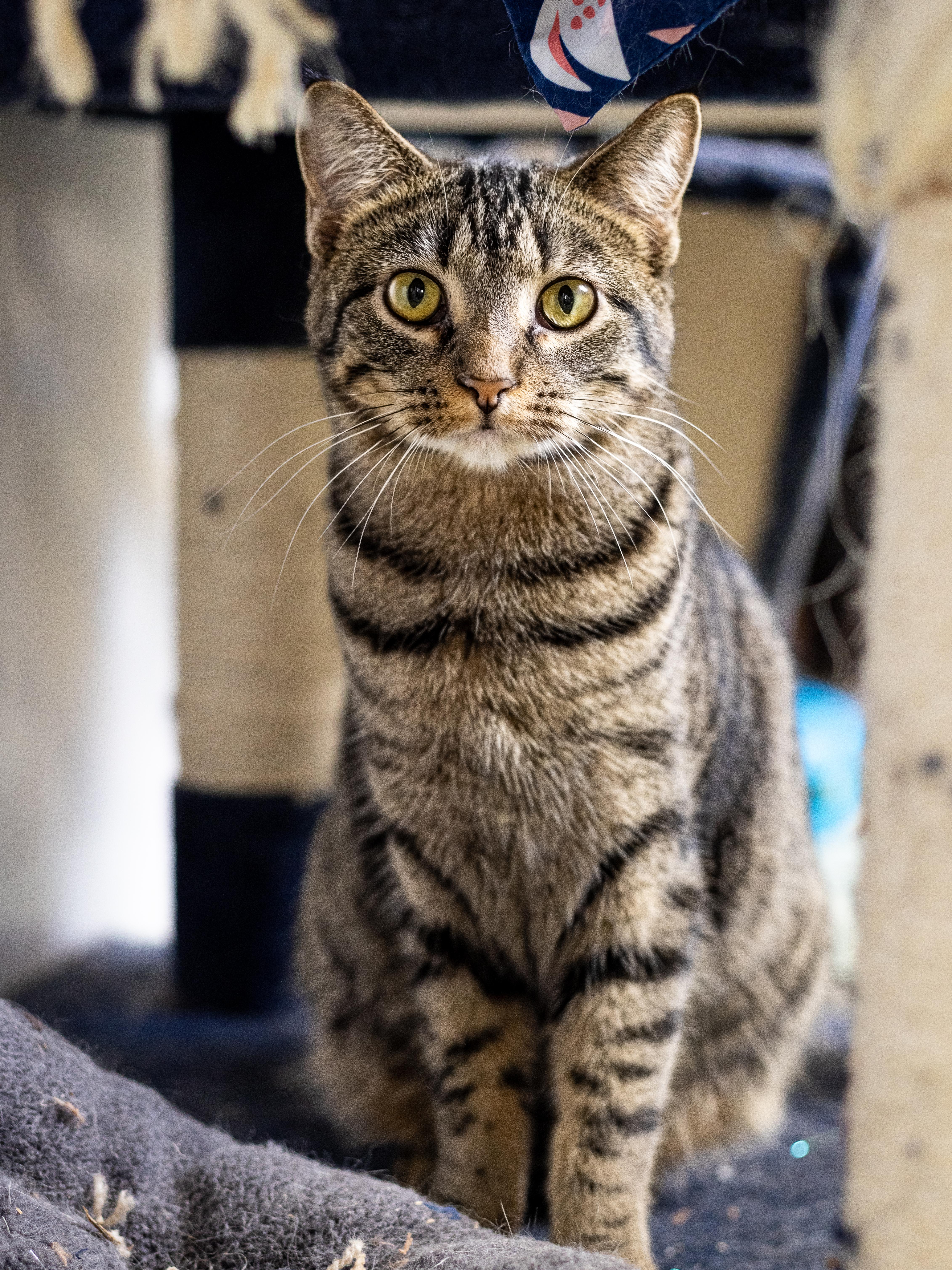 Enlarge Johanna, a Adoptable Domestic Short Hair in Richland Center, WI image 1/2