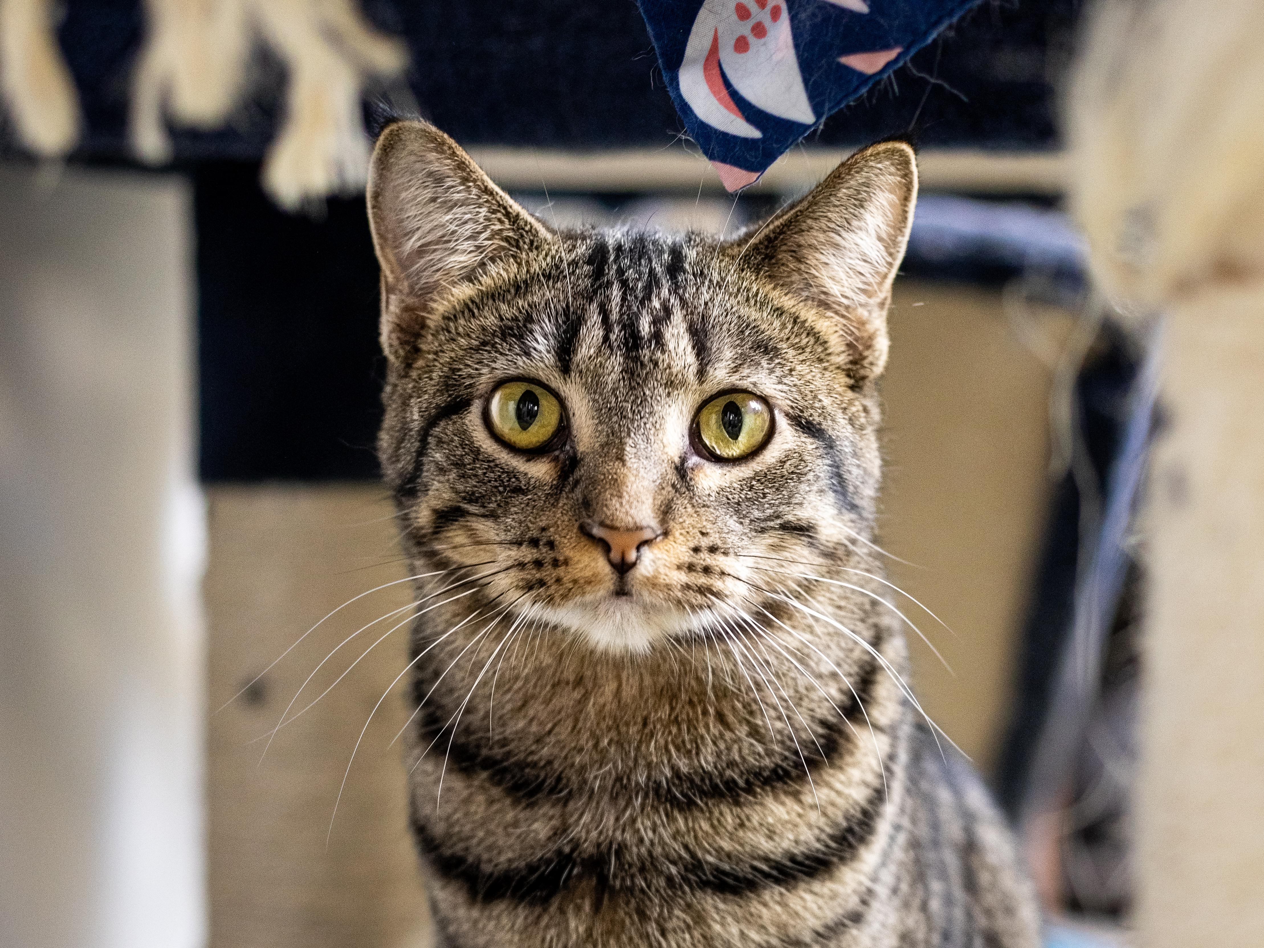 Enlarge Johanna, a Adoptable Domestic Short Hair in Richland Center, WI image 2/2