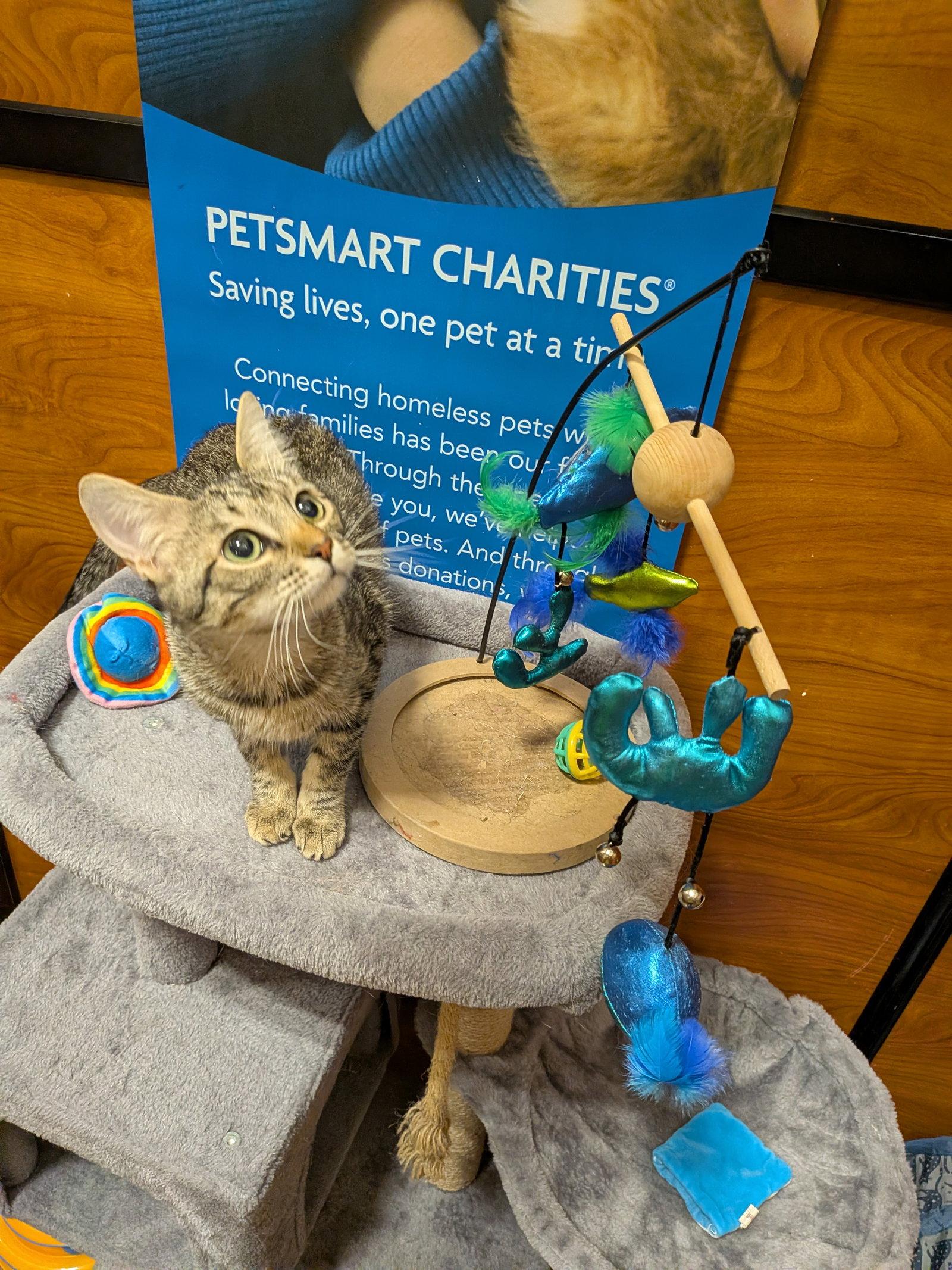 Sable, Adoptable, Young Female Domestic Short Hair.