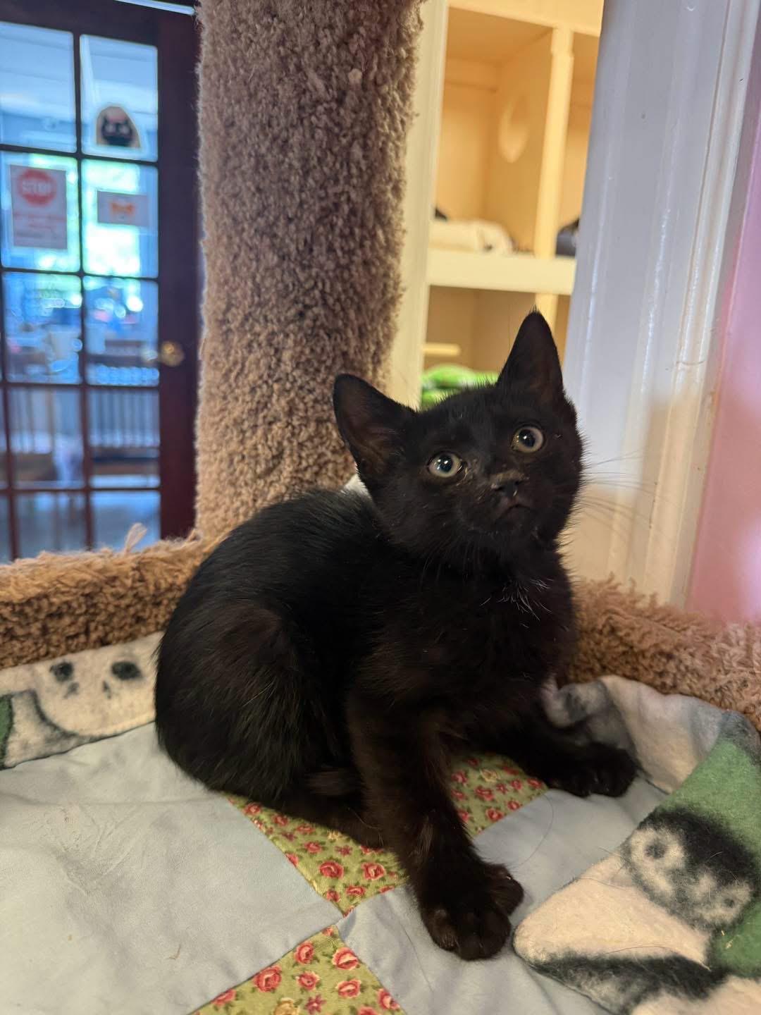 Julianna, ADOPTABLE, Young Female Domestic Short Hair.