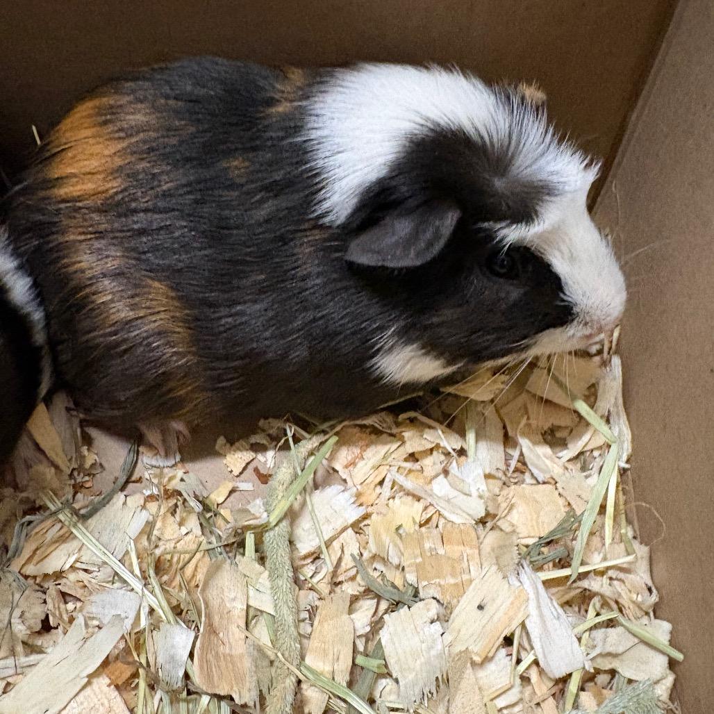 Lurch, Adoptable, Young Male Guinea Pig.