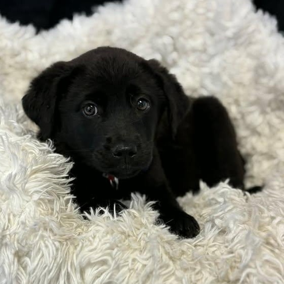 Sprinkle , ADOPTABLE, Puppy Female Labrador Retriever.
