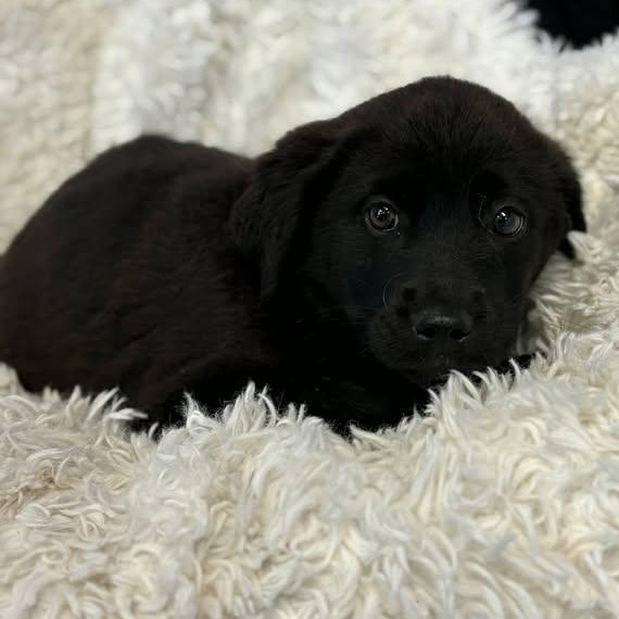 Enlarge Sprinkle , a ADOPTABLE mixed breed in Bardstown, KY image 2/3