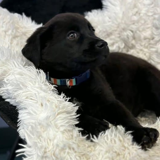 Enlarge Sprinkle , a ADOPTABLE mixed breed in Bardstown, KY image 3/3