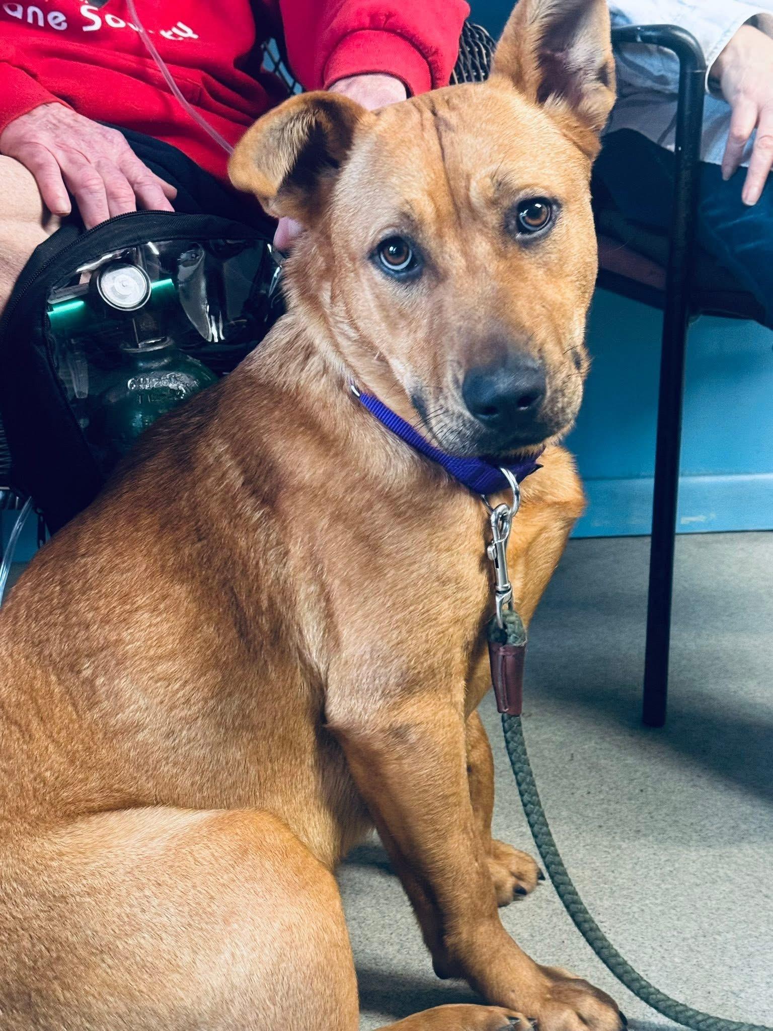 Enlarge River, a Adoptable mixed breed in Sidney, NY image 1/1