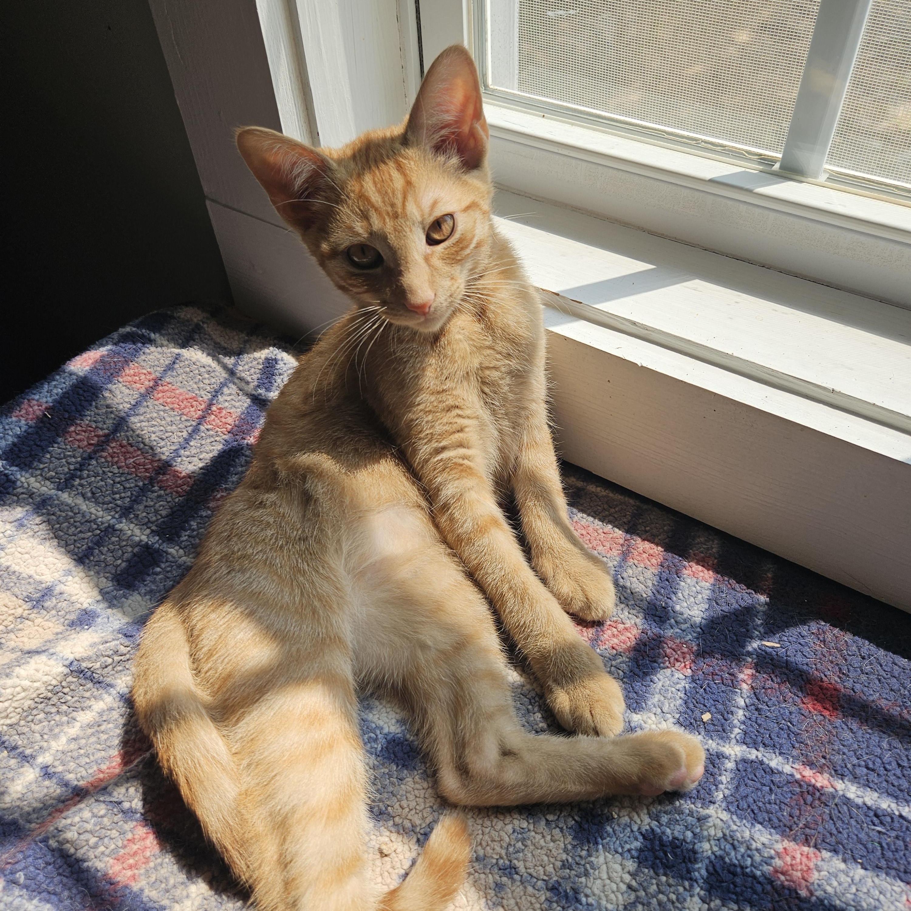 Enlarge Howl, a Adoptable Domestic Short Hair in Wilmington, NC image 3/6